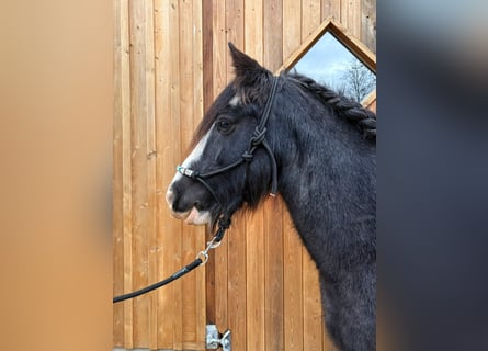 Tinker, Stute, 12 Jahre, 138 cm, Roan-Blue