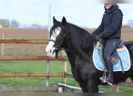 Tinker, Stute, 12 Jahre, 140 cm, Rappe