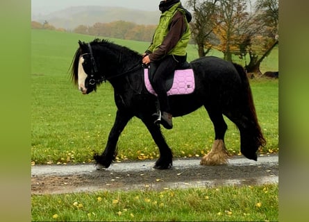 Tinker, Stute, 12 Jahre, 146 cm, Rappe