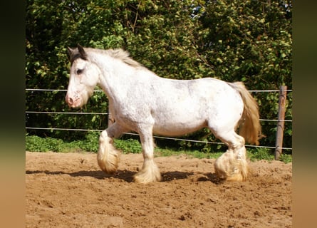 Tinker, Stute, 14 Jahre, 135 cm, Roan-Blue