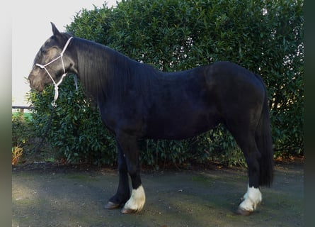 Tinker Mix, Stute, 14 Jahre, 152 cm, Rappe