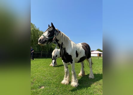 Tinker, Stute, 14 Jahre, Schecke