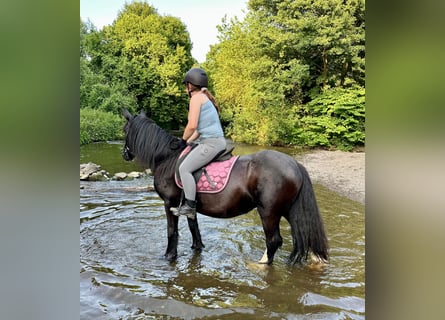 Tinker, Stute, 15 Jahre, 140 cm, Rappe