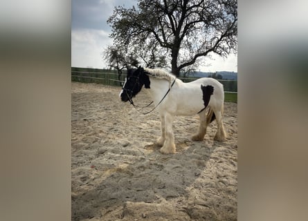 Tinker, Stute, 15 Jahre, 140 cm, Schecke