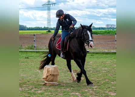 Tinker, Stute, 15 Jahre, 157 cm, Rappe