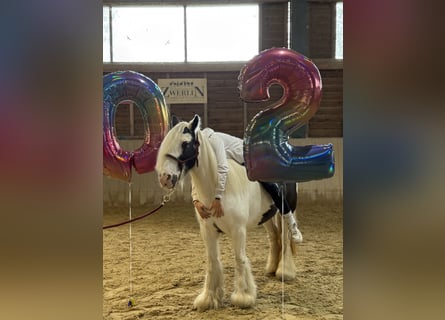 Tinker, Stute, 16 Jahre, 130 cm, Schecke