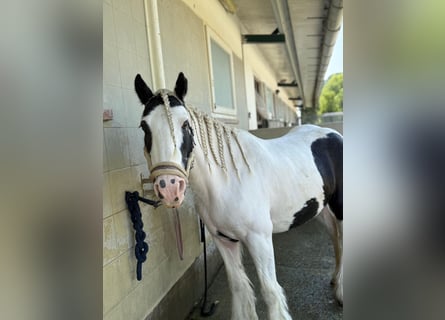 Tinker, Stute, 16 Jahre, 130 cm, Schecke