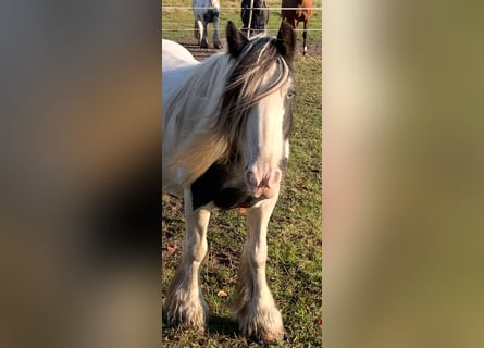 Tinker, Stute, 16 Jahre, 142 cm, Schimmel