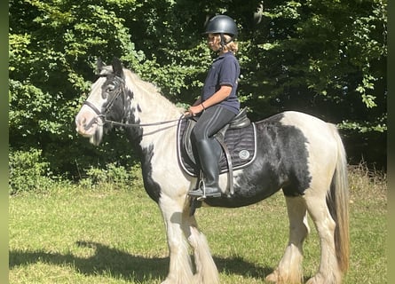 Tinker, Stute, 16 Jahre, 145 cm, Schecke