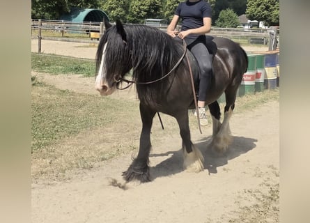 Tinker, Stute, 16 Jahre, 148 cm, Rappe