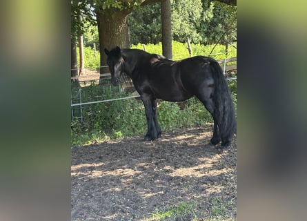 Tinker, Stute, 18 Jahre, 142 cm, Rappe