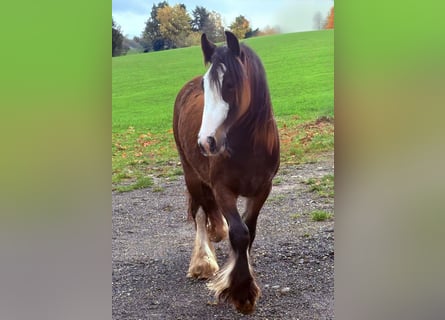 Tinker, Stute, 1 Jahr, 142 cm, Brauner