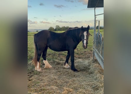 Tinker, Stute, 2 Jahre, 144 cm, Rappe