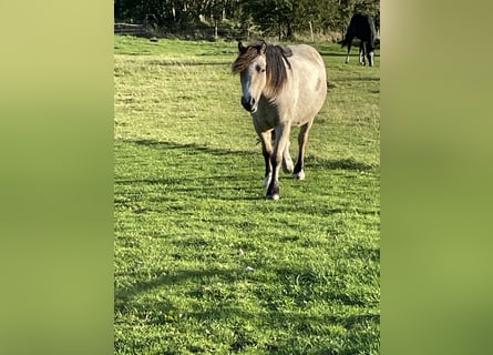 Tinker Mix, Stute, 3 Jahre, 125 cm, Buckskin