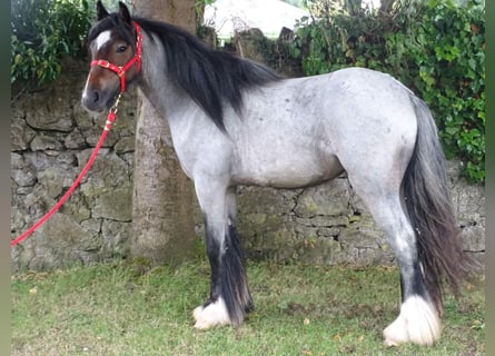 Tinker, Stute, 3 Jahre, 130 cm, Roan-Bay