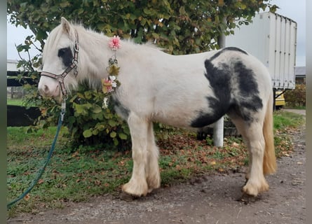 Tinker, Stute, 4 Jahre, 122 cm, Schecke