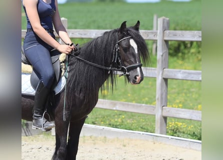 Tinker, Stute, 4 Jahre, 124 cm, Rappe