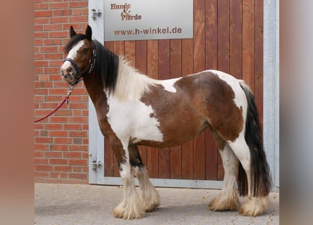 Tinker, Stute, 4 Jahre, 125 cm