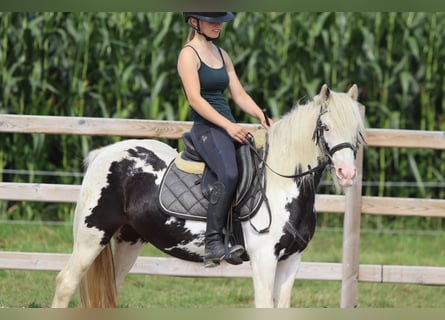 Tinker, Stute, 4 Jahre, 129 cm, Schecke
