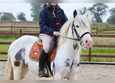 Tinker, Stute, 4 Jahre, 138 cm, Roan-Blue
