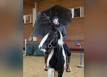 Tinker, Stute, 4 Jahre, 143 cm, Schecke