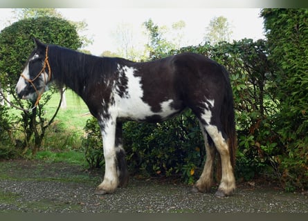 Tinker, Stute, 4 Jahre, 144 cm, Schecke