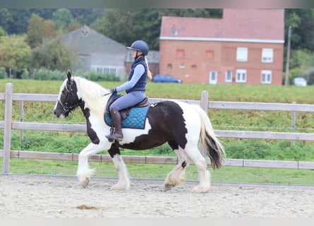 Tinker, Stute, 4 Jahre, 144 cm, Schecke