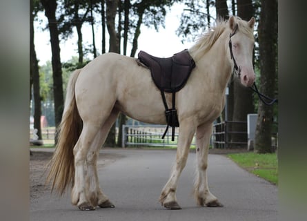 Tinker, Stute, 4 Jahre, 148 cm, Cremello