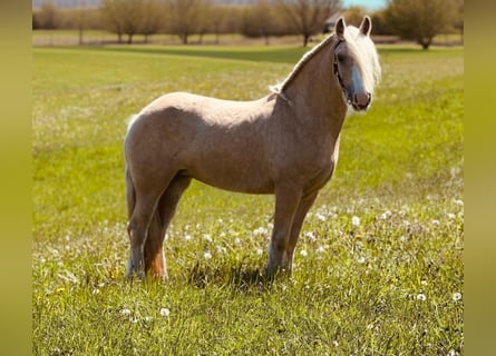 Tinker, Stute, 4 Jahre, 148 cm, Palomino