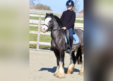 Tinker, Stute, 5 Jahre, 126 cm, Rappe