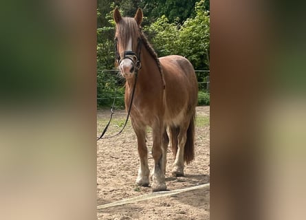 Tinker, Stute, 5 Jahre, 132 cm