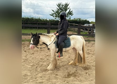 Tinker, Stute, 5 Jahre, 132 cm, Schecke