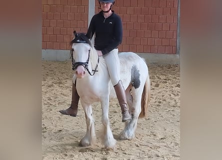 Tinker, Stute, 5 Jahre, 135 cm, Schecke