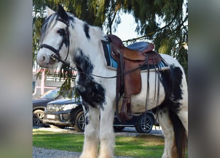 Tinker, Stute, 5 Jahre, 135 cm, Schecke