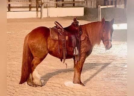 Tinker, Stute, 5 Jahre, 137 cm, Dunkelfuchs