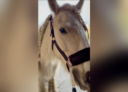 Tinker, Stute, 5 Jahre, 140 cm, Palomino