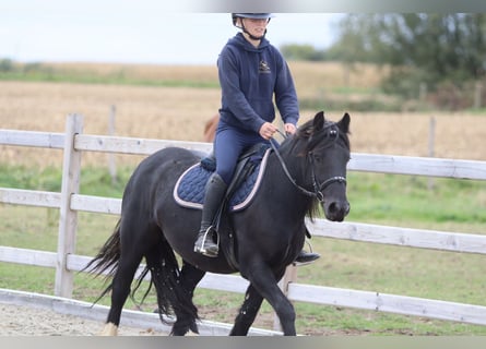 Tinker, Stute, 5 Jahre, 140 cm, Rappe