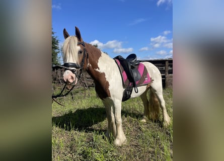 Tinker, Stute, 5 Jahre, 142 cm, Tobiano-alle-Farben