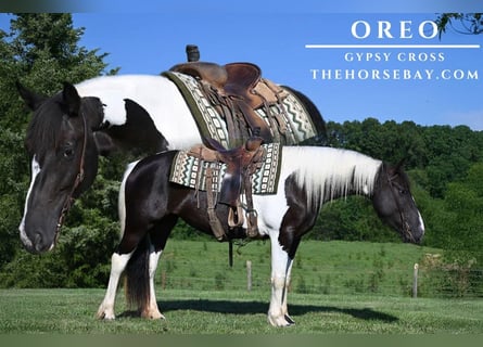 Tinker, Stute, 5 Jahre, 152 cm, Tobiano-alle-Farben