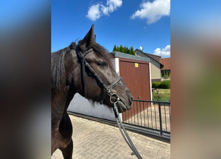 Tinker, Stute, 5 Jahre, 155 cm, Rappe
