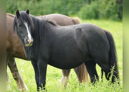 Tinker, Stute, 5 Jahre
