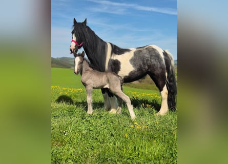 Tinker, Stute, 6 Jahre, 120 cm, Schecke
