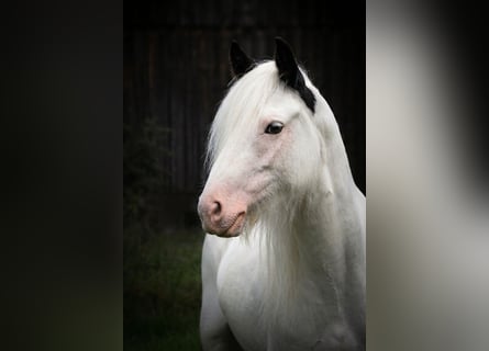 Tinker, Stute, 6 Jahre, 122 cm, Schecke