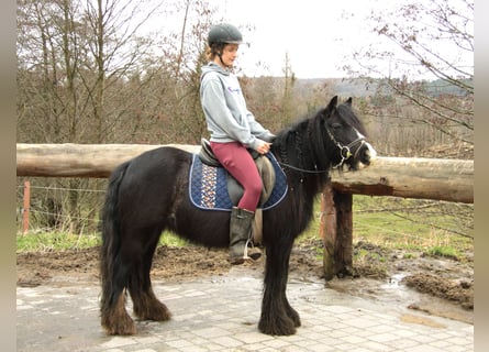 Tinker, Stute, 6 Jahre, 125 cm, Rappe