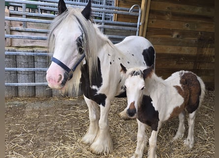 Tinker, Stute, 6 Jahre, 132 cm, Schecke