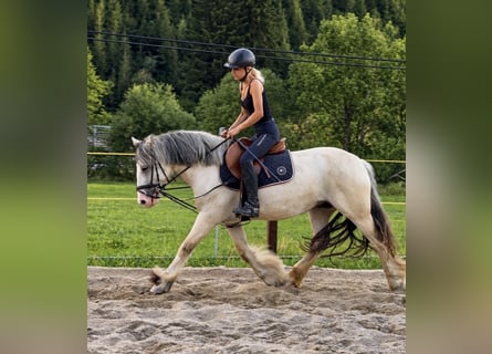 Tinker, Stute, 6 Jahre, 148 cm, Palomino