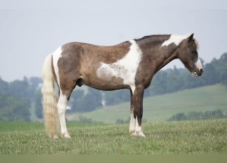 Tinker Mix, Stute, 7 Jahre, 112 cm, Roan-Blue