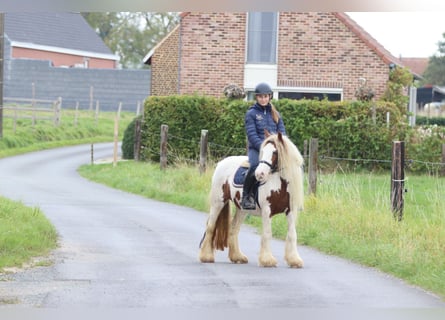Tinker, Stute, 7 Jahre, 127 cm, Schecke
