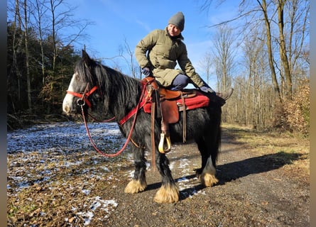 Tinker, Stute, 7 Jahre, 128 cm, Rappe