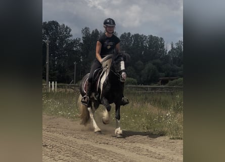 Tinker, Stute, 7 Jahre, 130 cm